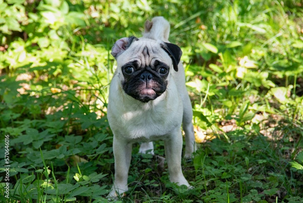 Obraz A pug dog with one cute wrapped ear standing on green grass. A light-colored dog during outside walk