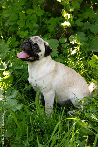 Obraz A pug dog is sitting on green grass. A light-colored dog during outside walk