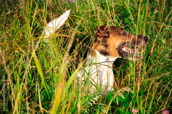 Obraz Jack Rassel terrier standing in high grass after running and playing