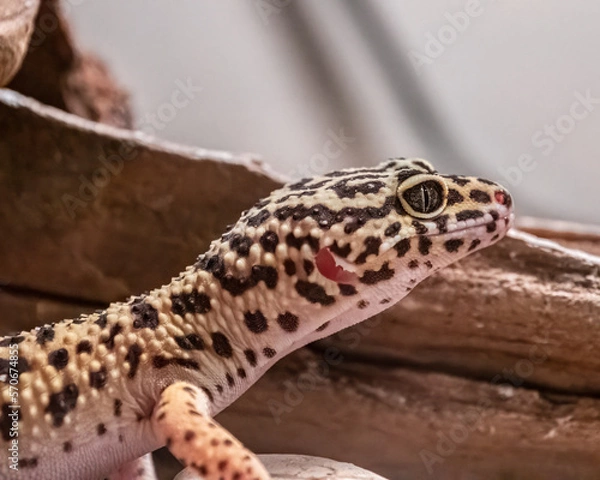 Obraz Close up of leopard gecko head.