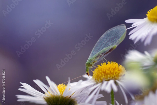 Obraz butterfly on camomile