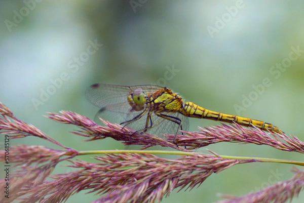 Obraz dragonfly on a leaf