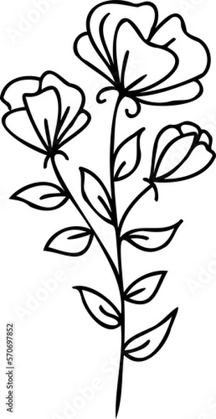 Fototapeta Line art flowers Drawing. Black Sketch of botanical design. PNG with transparent background