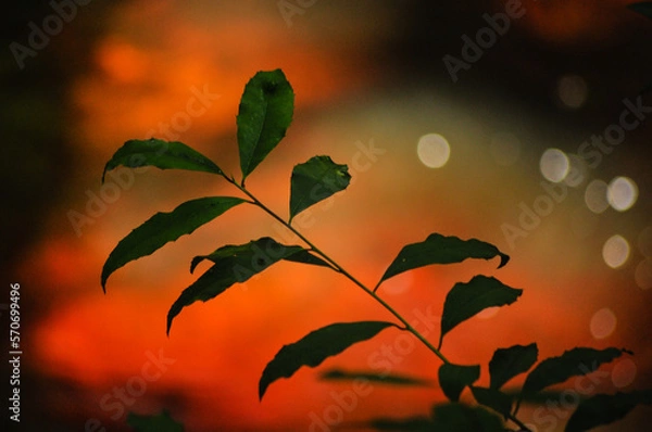 Fototapeta natur in abendsonne