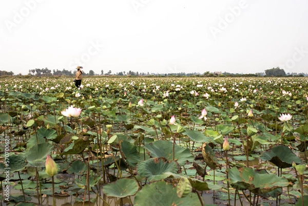 Fototapeta Lotus Field