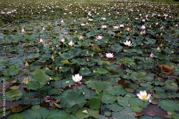 Fototapeta Lotus Field