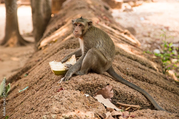 Obraz Monkey Eating Coconut at Angkor Wat