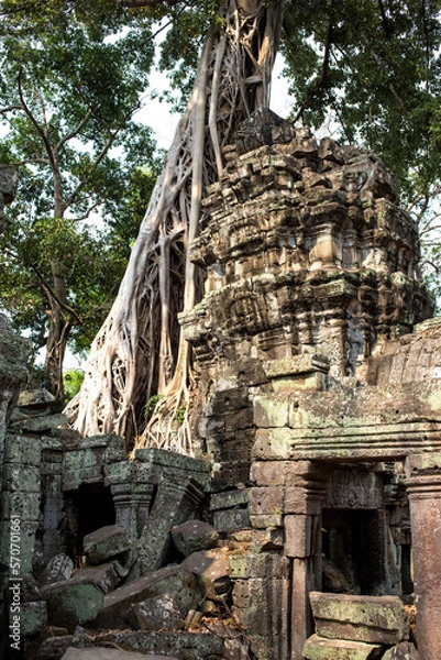 Obraz Tree Roots at Angkor Wat