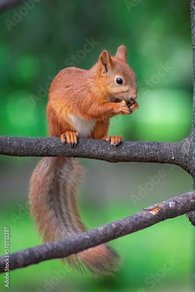 Fototapeta squirrel on a tree