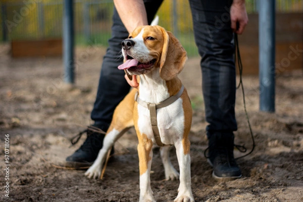 Fototapeta person with dog on a training course