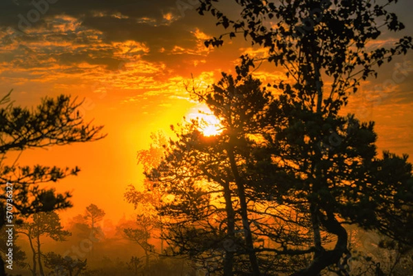 Fototapeta The sun glare pass through the fog and tree branches.Foggy summer morning in the national park.Sun rises above the horizon.Visible cobweb with dew on the grass.Beauty of nature.National park of Latvia
