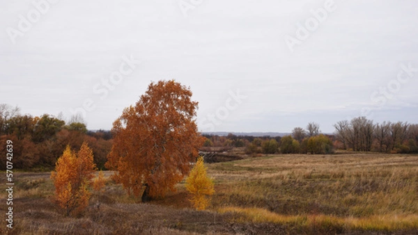 Obraz trees in autumn