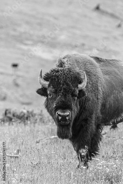 Obraz Bison B/W 1
