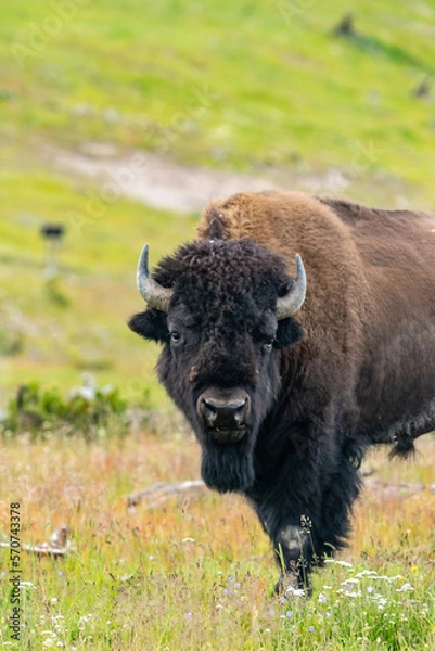 Fototapeta Bison/Buffalo 2