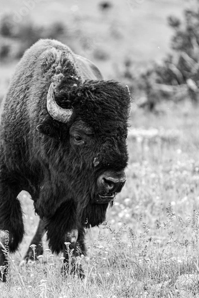 Obraz Bison / Buffalo (b/w)2