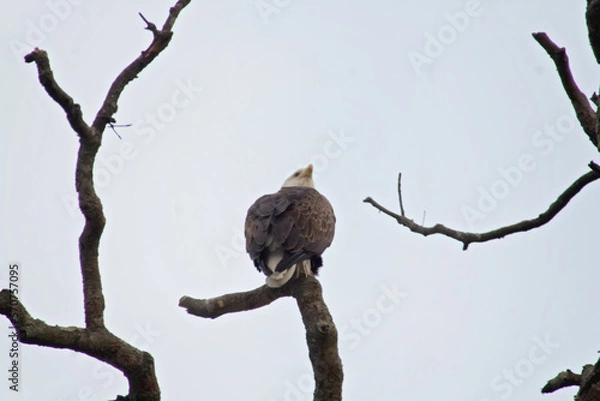 Fototapeta Bald Eagles