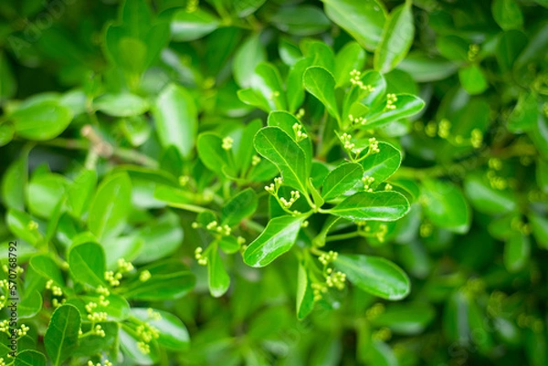 Fototapeta Aglaya fragrant for landscape design. Vegetable green backgrounds.