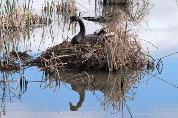 Fototapeta Black swan in nest with reflections in the water
