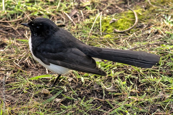 Obraz Willie wagtail on the grass
