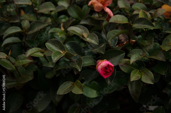 Fototapeta 赤い花