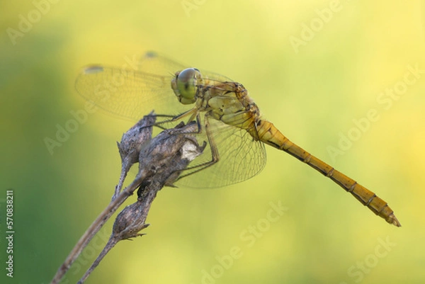 Obraz dragonfly on a branch