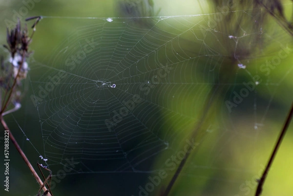 Obraz spider on web