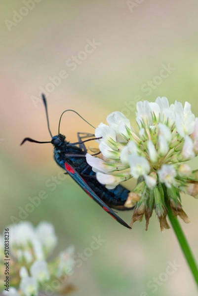 Obraz butterfly on flower