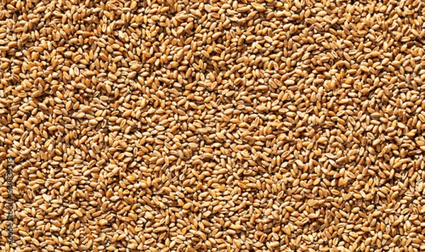 Obraz Wheat grains view from the top,background,