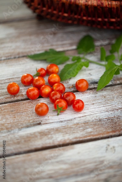 Obraz Harvest of very small tomatoes Hundred and Thousands