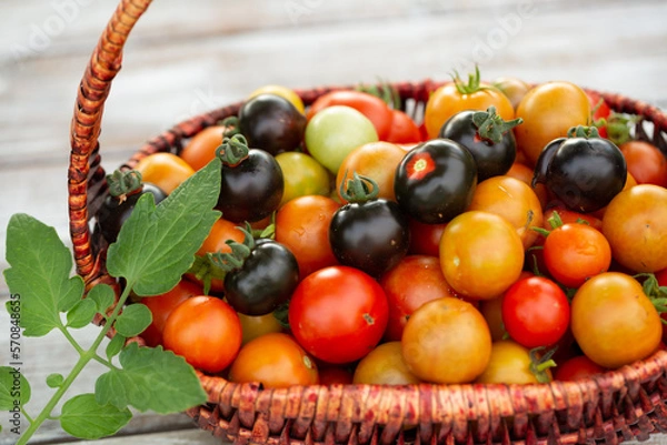 Fototapeta Harvest of small colorful cherry tomatoes in the basket. Urban gardening