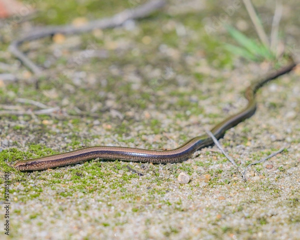 Obraz Blindschleiche Anguis fragilis
