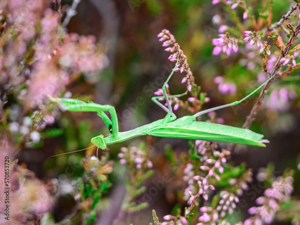 Obraz Gottesanbeterin Mantis Religiosa