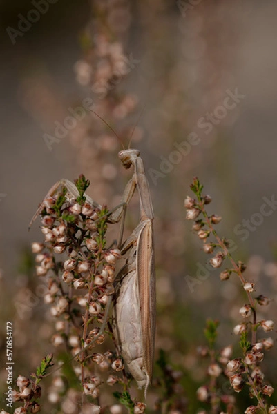 Obraz Gottesanbeterin Mantis Religiosa