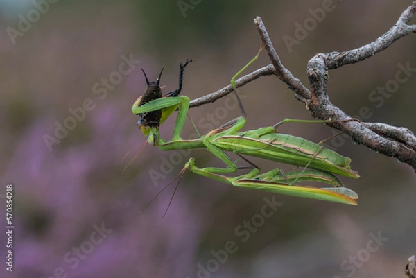 Obraz Gottesanbeterin Mantis Religiosa