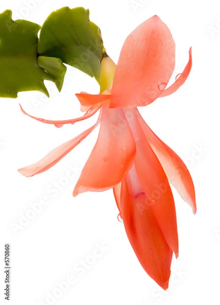Obraz pink cactus flower