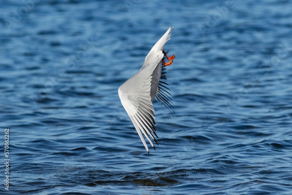 Obraz diving gull