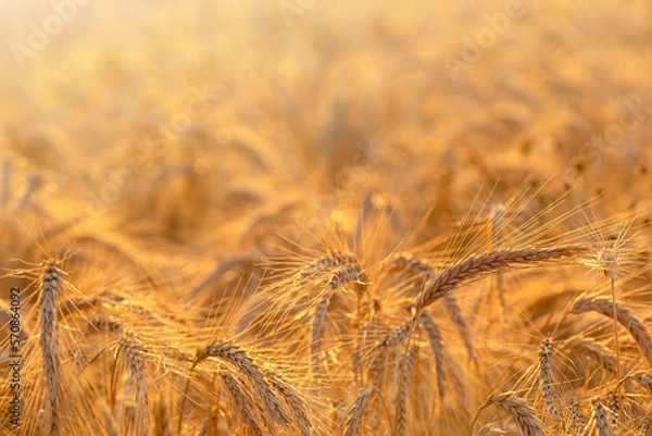 Obraz Gold wheat field . Sunny day in summer season.