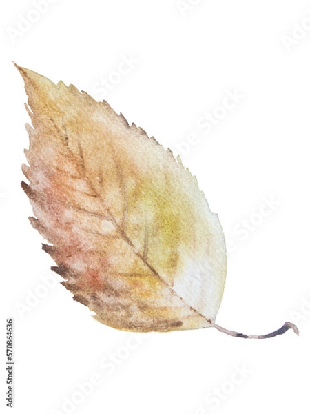 Fototapeta leaf isolated on white
