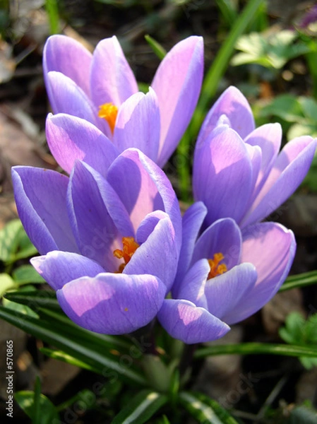 Obraz crocus
