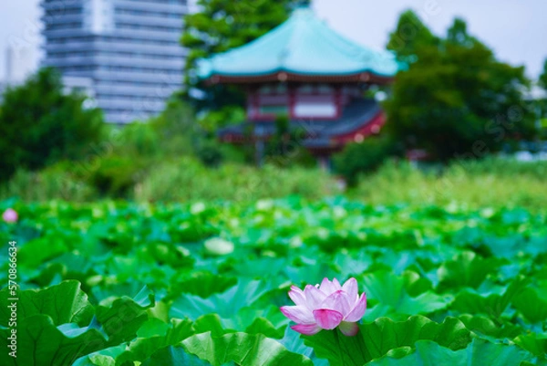 Obraz 五重塔を背景にした上野公園、不忍池の蓮
