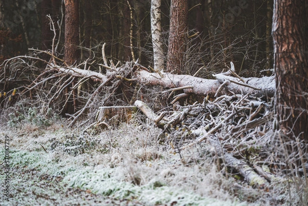 Fototapeta Celle, 16.02.2023