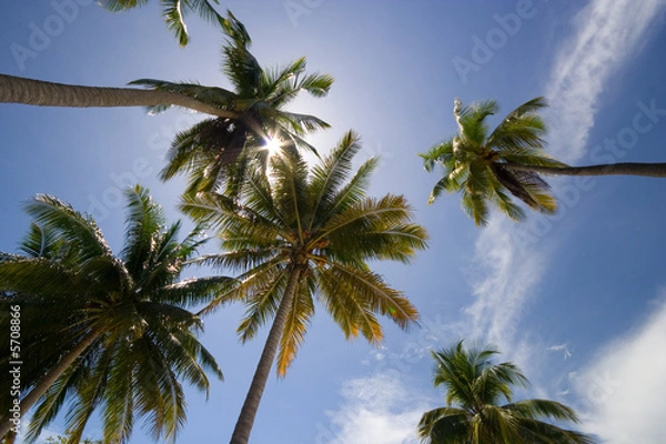 Obraz Tropical Palm Trees