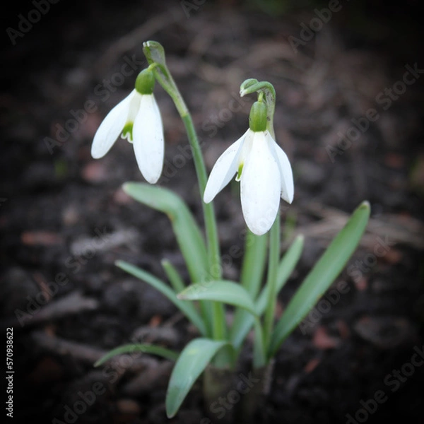 Obraz Snowdrops