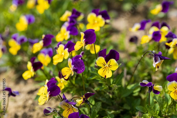 Obraz 紫と黄色のビオラの花