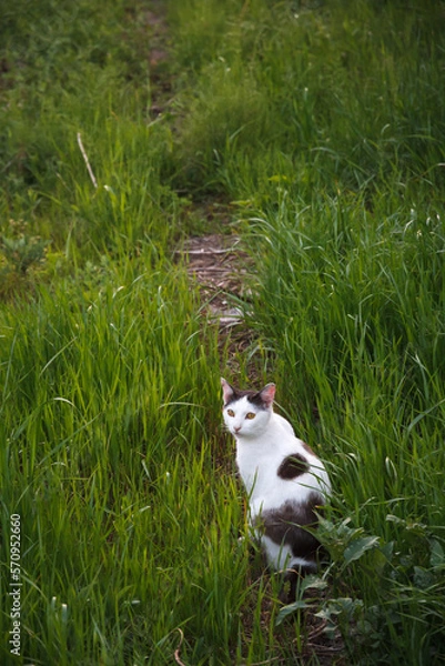 Fototapeta ばいばい。ねこちゃん。