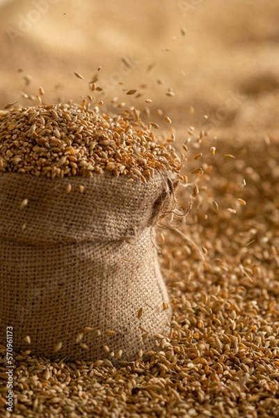 Fototapeta Harvested wheat grain in a linen sack