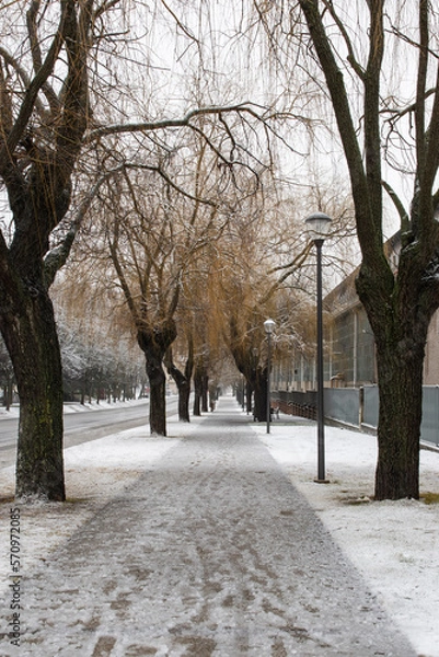 Obraz winter in the park