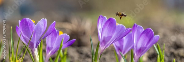 Fototapeta Honey Bee and Flowers Crocus closeup. Nature and Insect in Spring. Panoramic banner.