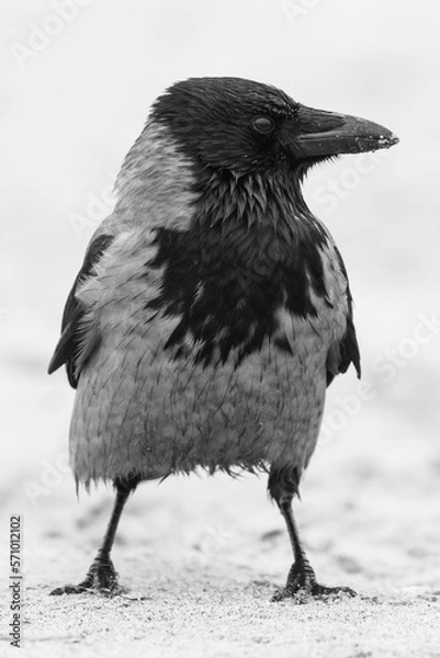 Obraz hooded crow