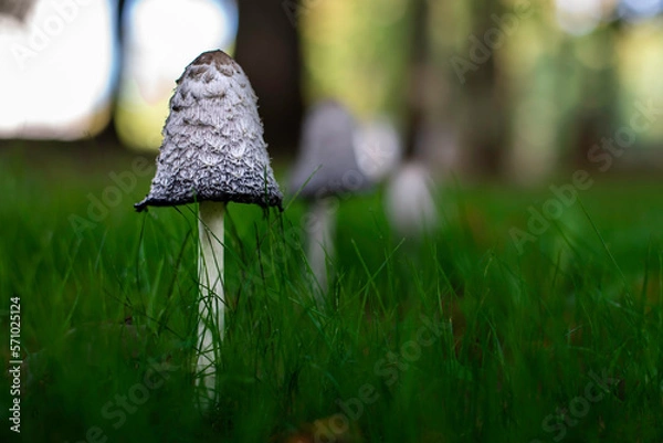 Fototapeta Small beautiful white mushrooms closeup in green grass with many more mushrooms in perspective